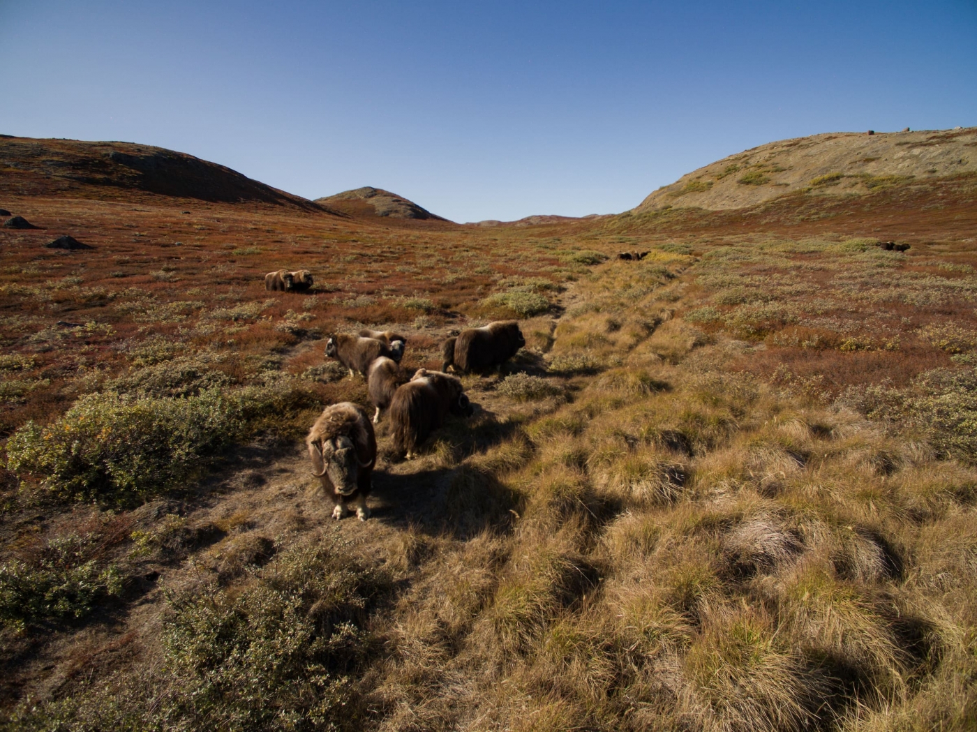 Muskoxen in the backcountry. Photo by Aningaaq R Carlsen
