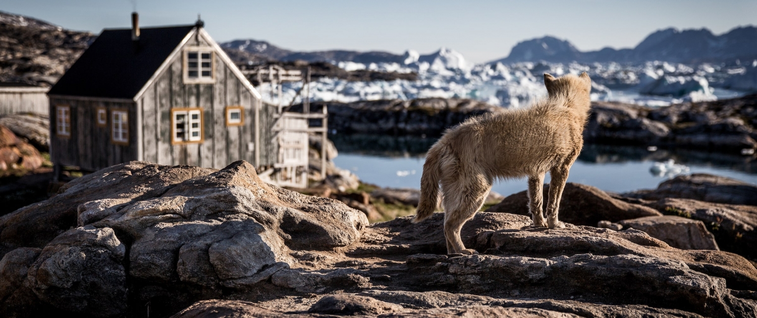 A sled dog in Tiniteqilaaq waiting for winter in East Greenland-min. Photo by Mads Pihl - Visit Greenland