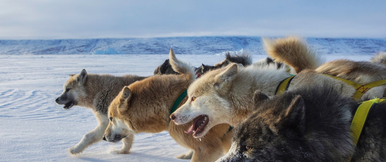 Sled dog pack from the side. Photo - Trevor Traynor, Visit Greenland