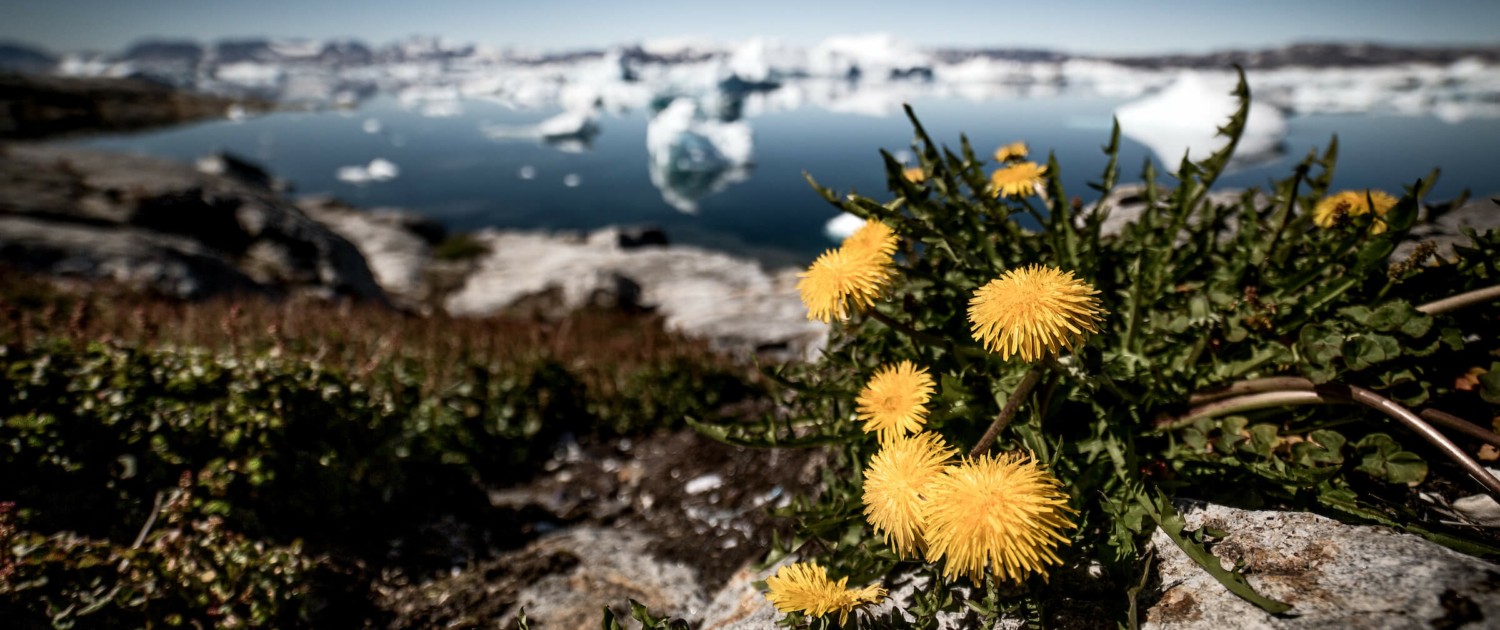 Dandelions and icebergs in East Greenland near Tiniteqilaaq. Photo by Mads Pihl - Visit Greenland