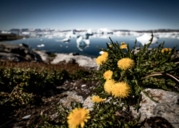 Dandelions and icebergs in East Greenland near Tiniteqilaaq. Photo by Mads Pihl - Visit Greenland