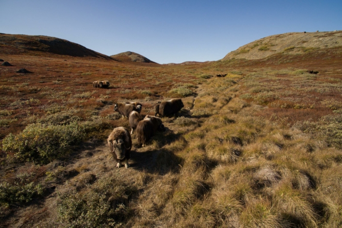 Muskoxen in the backcountry. Photo - Aningaaq R. Carlsen, Visit Greenland