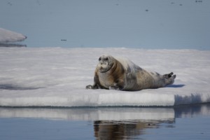 Bearded seal on ice float. Photo - Aqqa R. Asvid, Visit Greenland