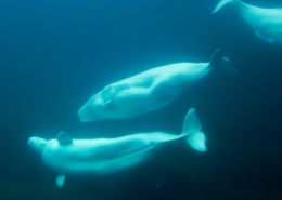 Three belugas underwater. Photo - Aqqa R. Asvid, Visit Greenland