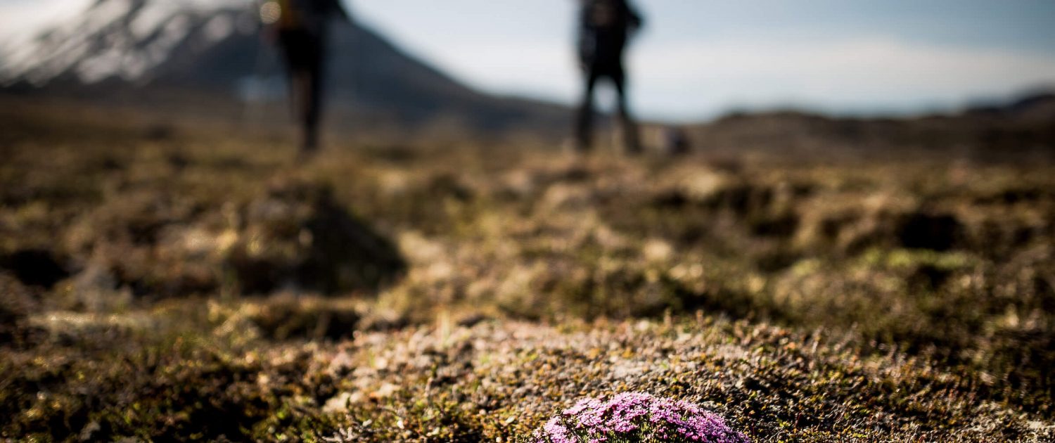 Low mosses and flowers on a hiking trail in East Greenland. By Mads Pihl