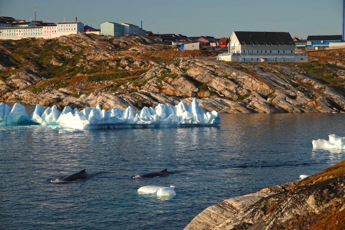 Two whales passing close to Hotel Diskobay. Photo by Espen Andersen, Visit Greenland