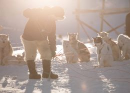 A dog musher preparing his sled dogs for a trip in Ilulissat in Greenland. Photo by Mads Pihl.