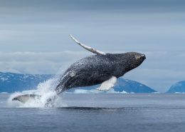 Whale spotted at Diskobugten, North Greenland, Paul Souders