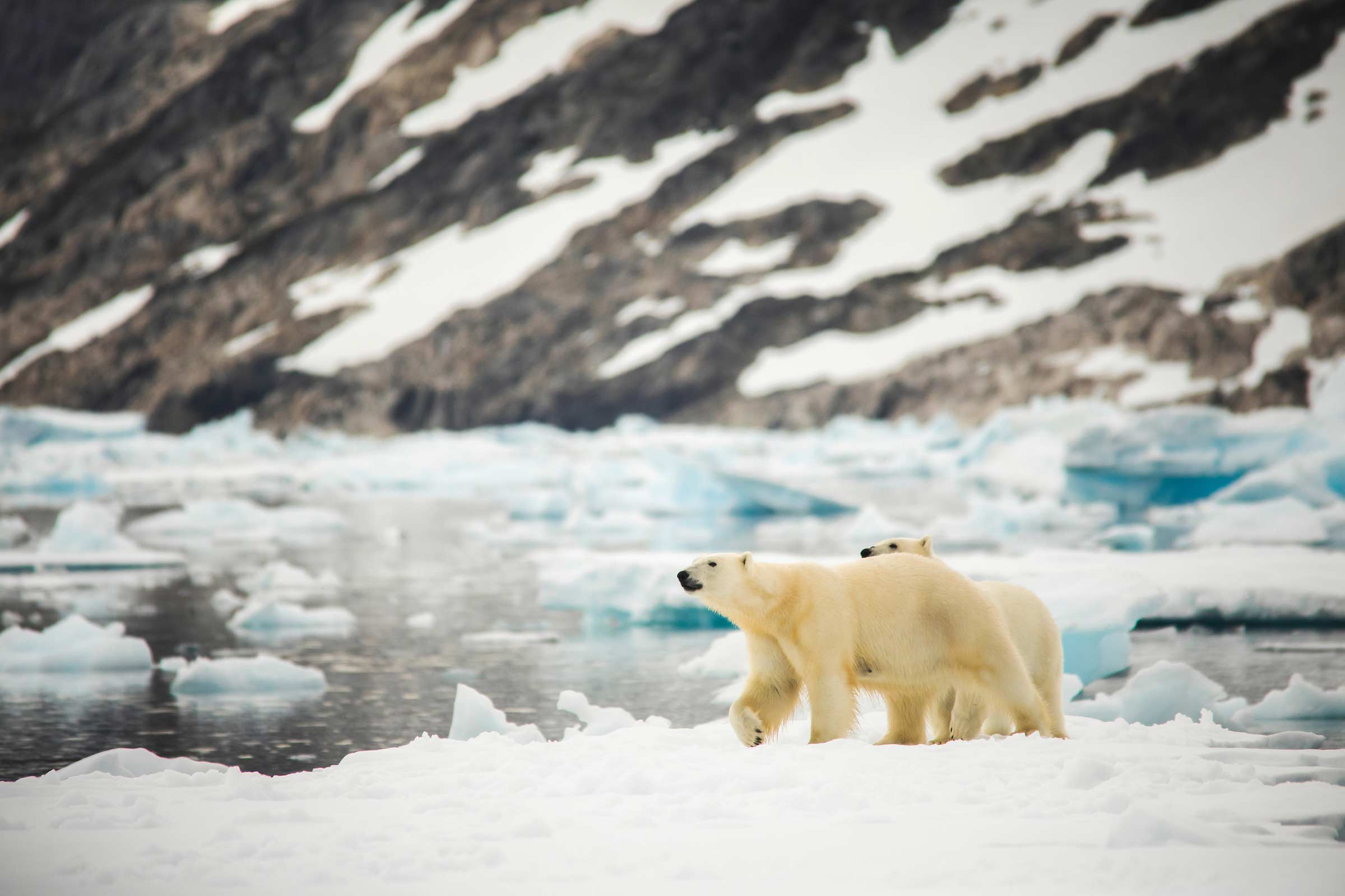Polar bear cub and mom. Photo by Aningaaq R. Carlsen - Visit Greenland