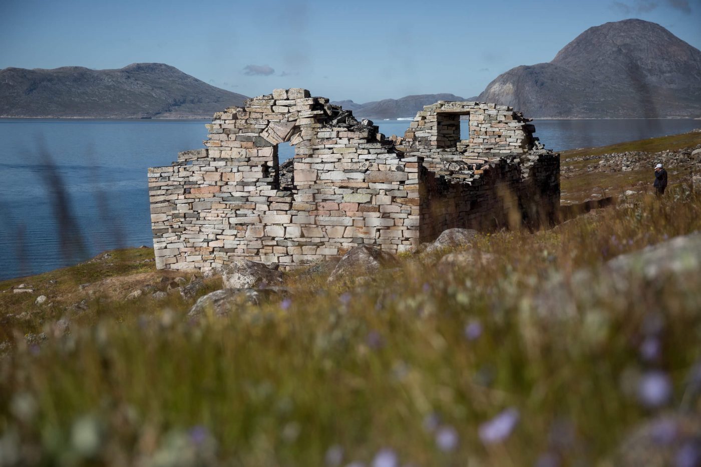 Hvalsey church ruin with flowers in the foreground in South Greenland, by Mads Pihl