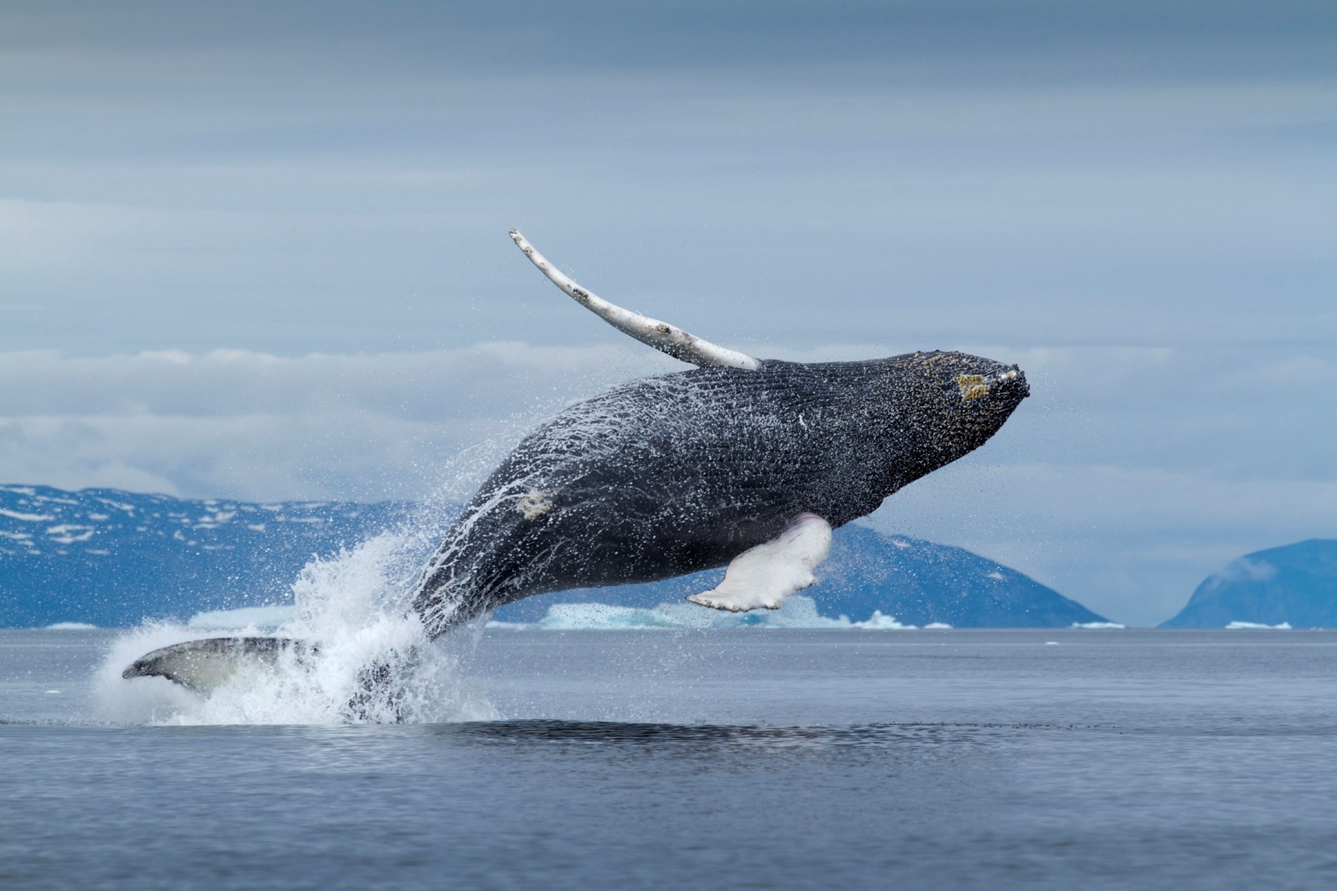 Ледовитые обитатели океана. Гренландский кит в Арктике. Остров Врангеля Финвал. Арктическая пустыня Гренландский кит. Киты Северного Ледовитого океана.