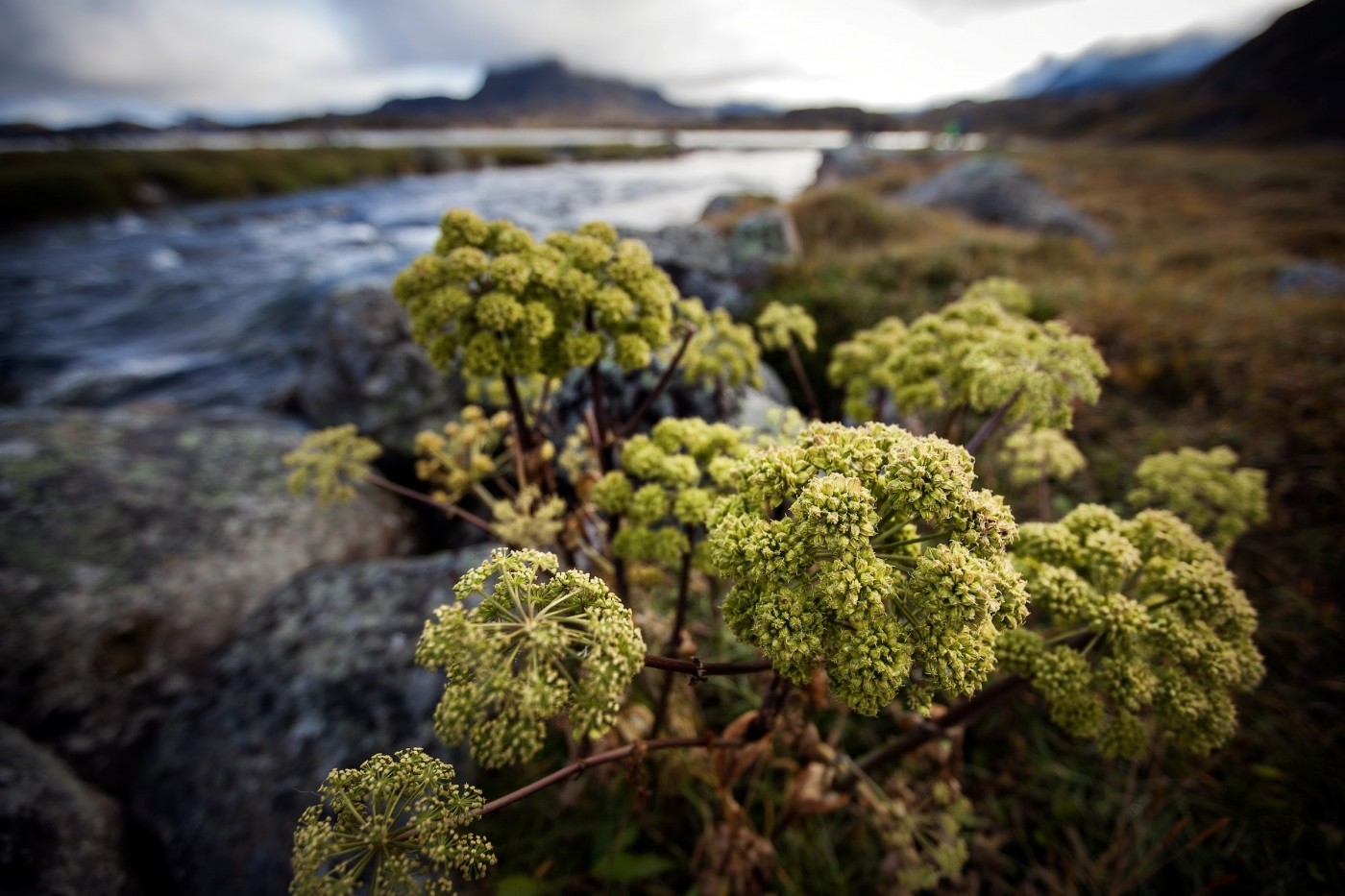 Angelica growing on the river banks of the Erfalik in Greenland. Photo by Mads Pihl - Visit Greenland