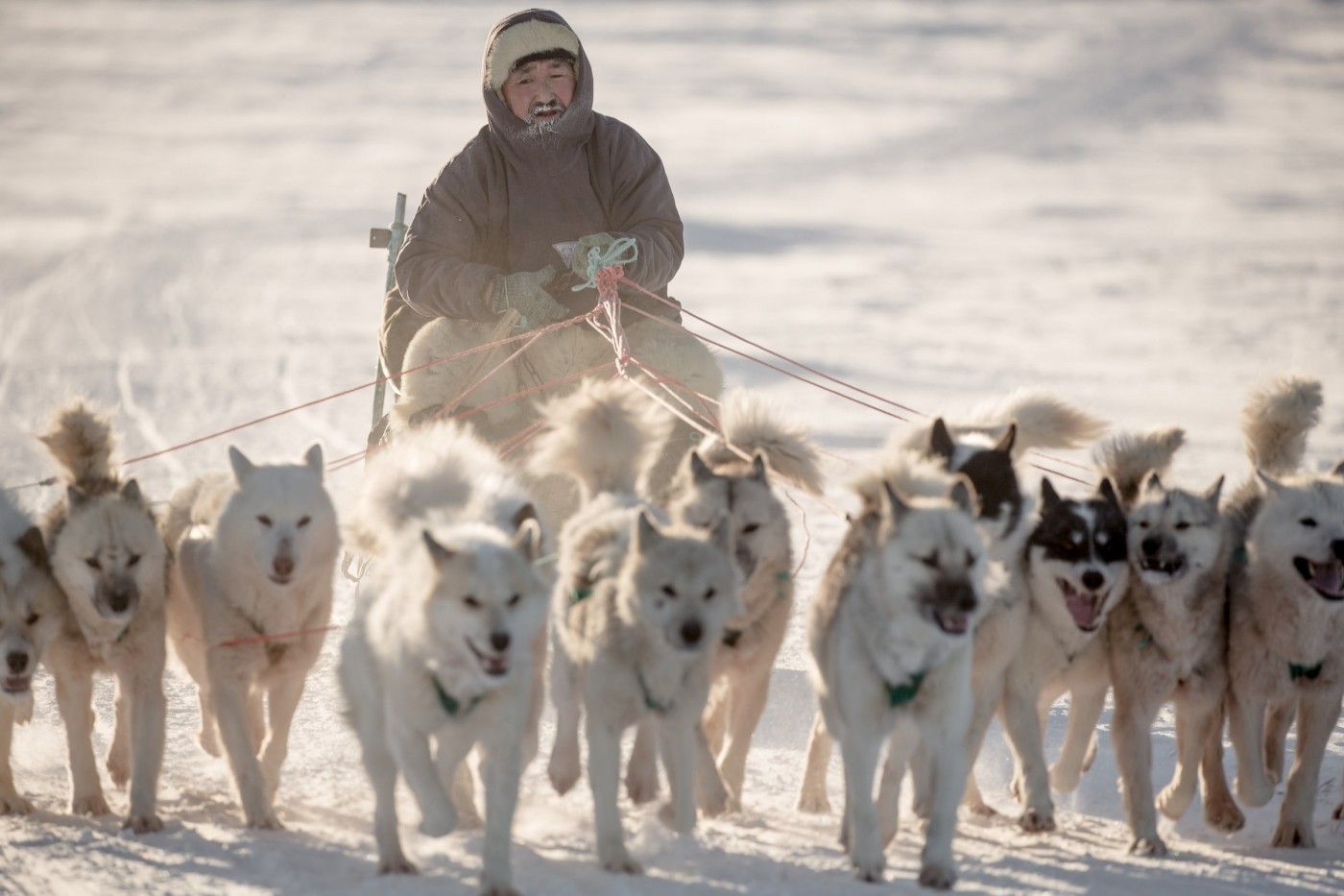 A pack of dogs and their musher on a trail near Ilulissat in Greenland. Photo by Mads Pihl - Visit Greenland