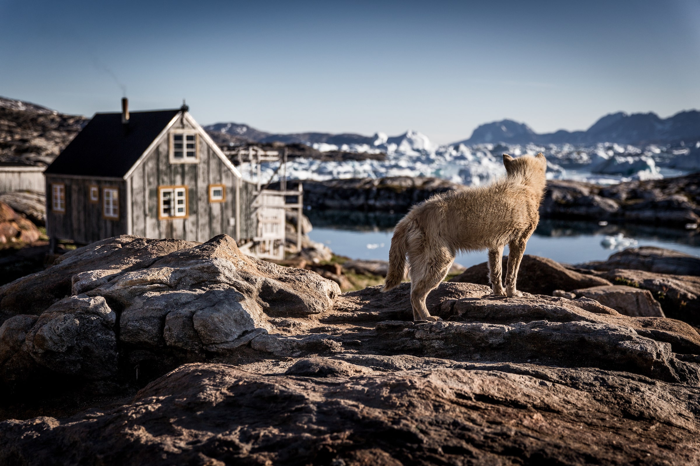 A sled dog in Tiniteqilaaq waiting for winter in East Greenland