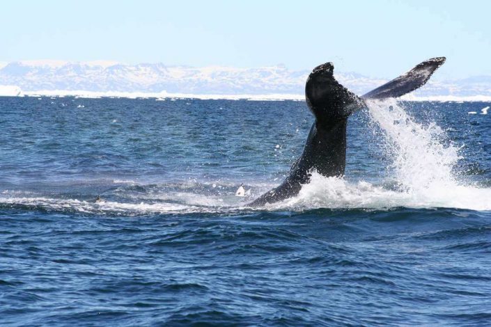 WOG Whale Watching near Uuummannaq. Visit Greenland