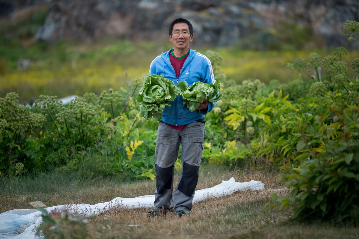 A gardener from Upernaviarsuk research station with fresh lettuce in South Greenland. By Mads Pihl