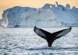 Humpback whale in front of big iceberg in Greenland, by Julie Skotte