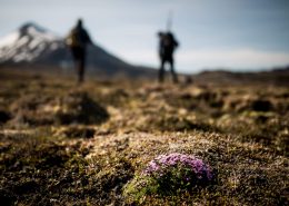 Low mosses and flowers on a hiking trail in East Greenland. By Mads Pihl