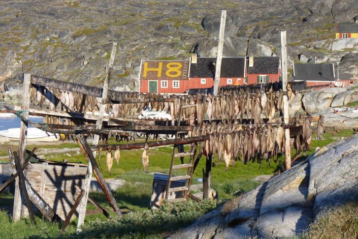 Dried fish on rack with Restaurant H8 Explorer in background in the Greenlandic Summer. Photo by Restaurant H8 Explorer
