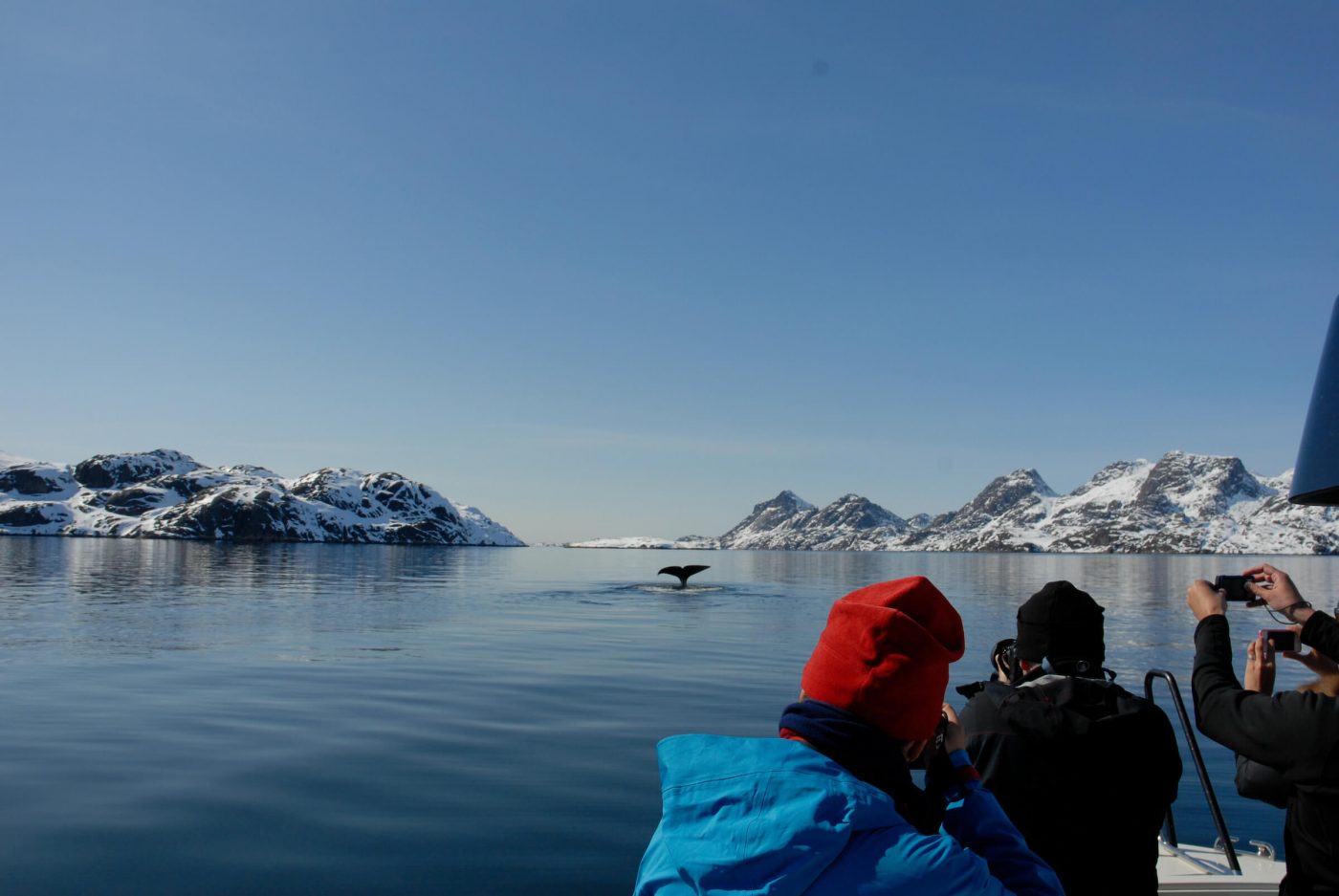 Whales at the Eternity Fjord Maniitsoq. Photo by Jörg Ehrligh